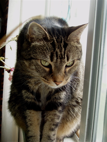 My mom's cat C.C.